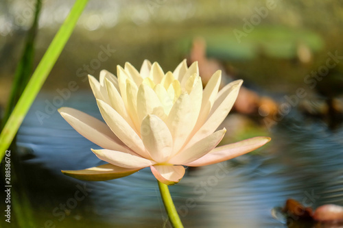 Lotus flower with bookeh background