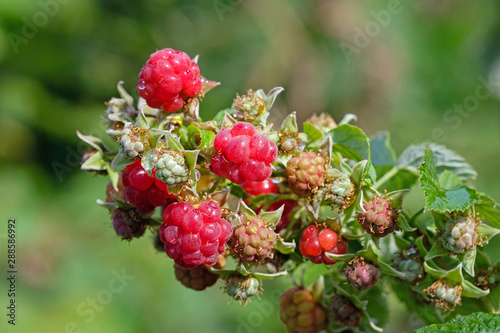 Ripe tasty raspberries with green leaves on a twig closeup. Harvesting berries at the end of the season. Sprig raspberries in the summer garden.