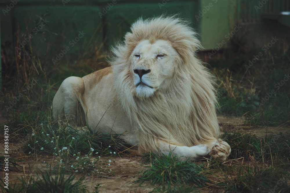Naklejka premium Cute beautiful white lion lies on the nature in the grass.