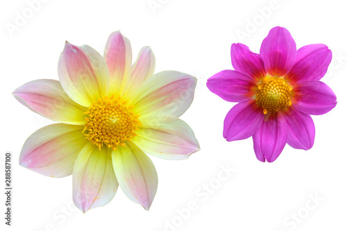 Dahlia flower heads isolate. Yellow with pink and lilac dahlia. Flowers on a white background for design.