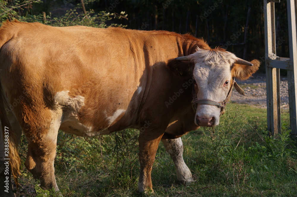cow in field cow in field