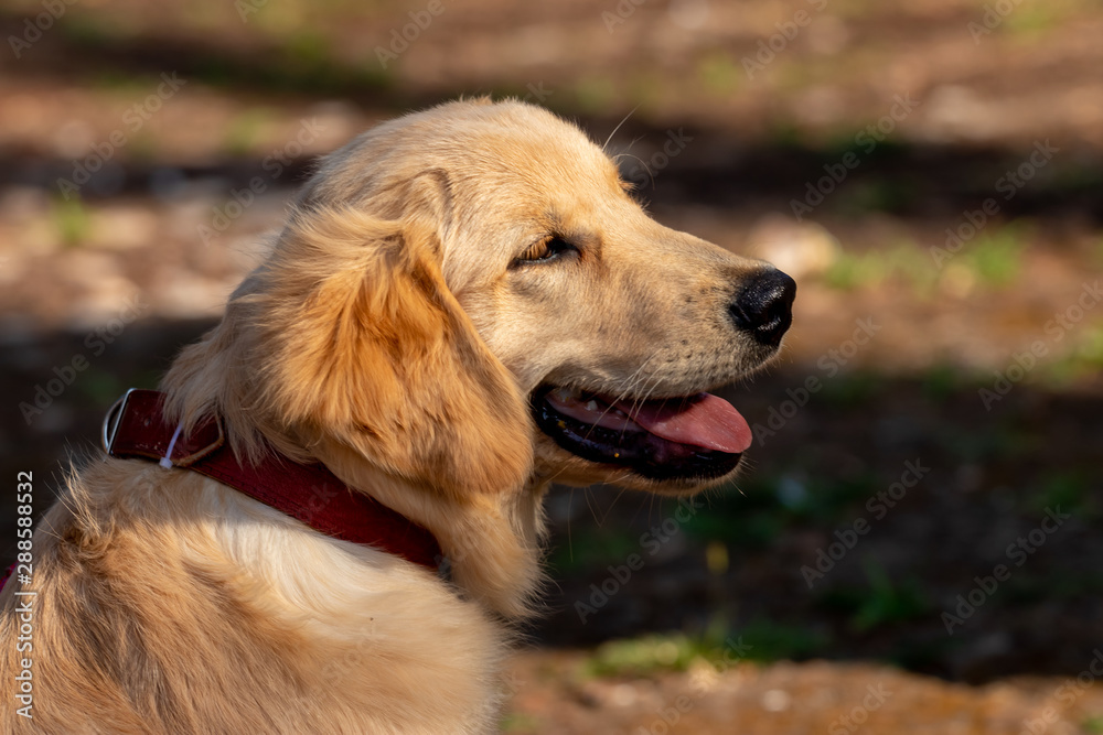 dogs cães cachorros