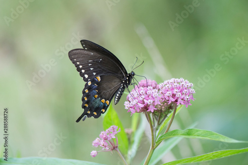 Canvas Print Butterfly 2019-115 / Swallowtail (Papilio Troilus)