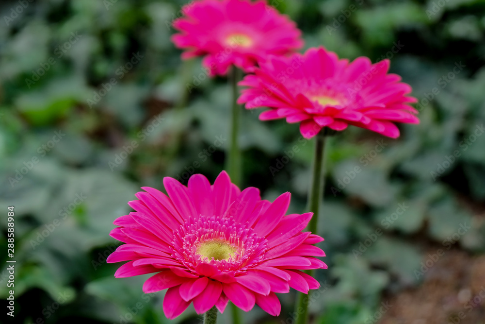 Obraz premium Blossome pink gerbera flower and blooming in garden