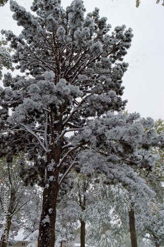 Snow Covered Tree