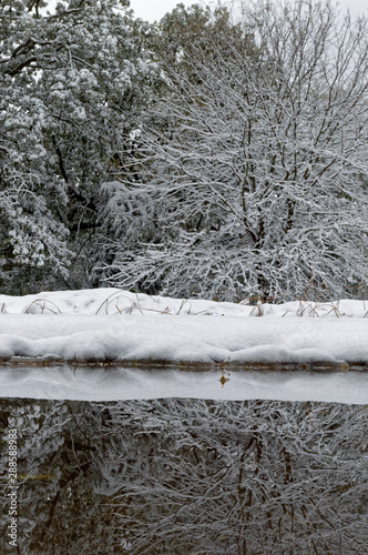 Winter Tree Reflection