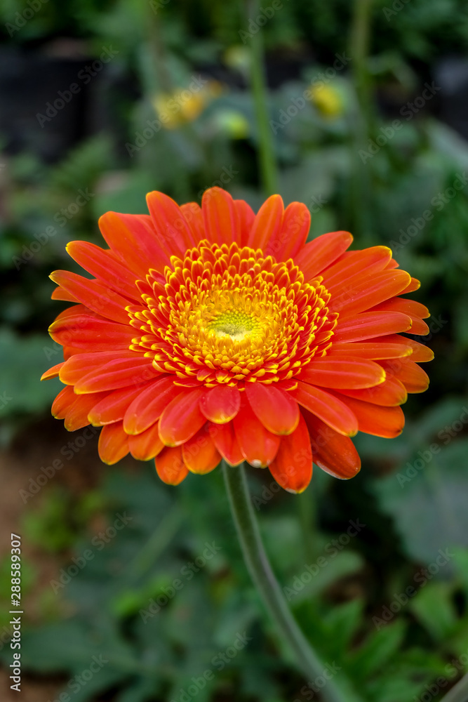 Blossome orange gerbera flower and blooming in garden Blossome orange gerbera flower and blooming in garden