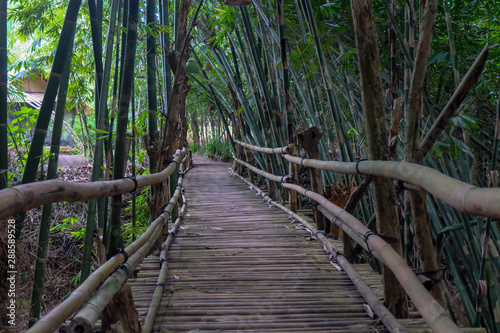 Bamboo Bridge in bamboo forest