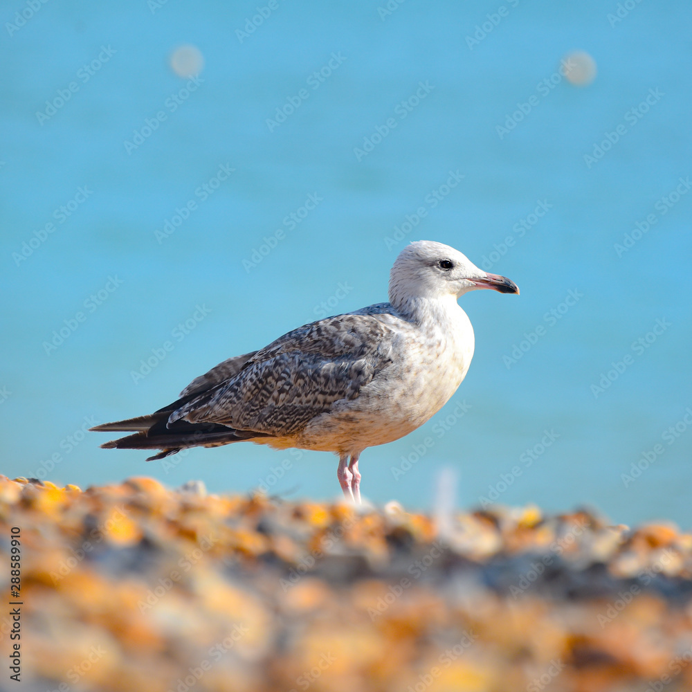 A Seagull on Brighton Beach. Brighton, UK A Seagull on Brighton Beach. Brighton, UK