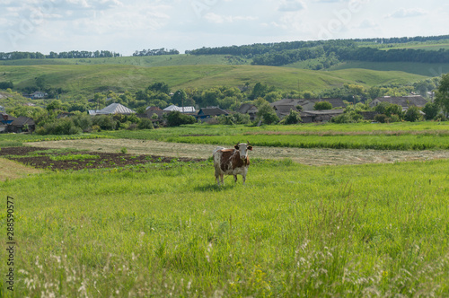 Rural landscape with horned cow on green pasture in countryside