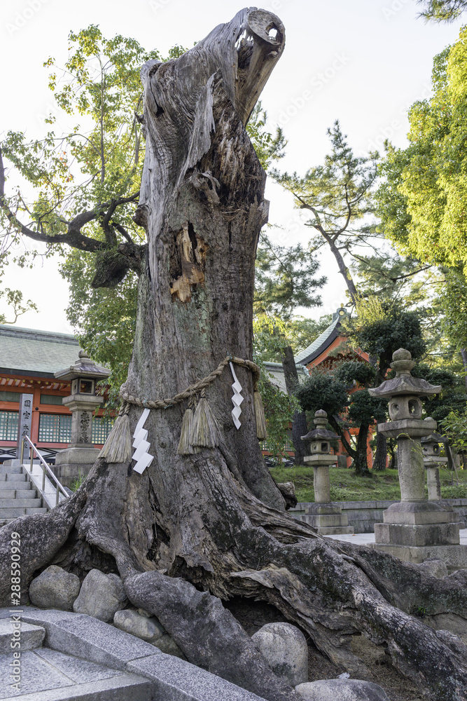 神社の神木