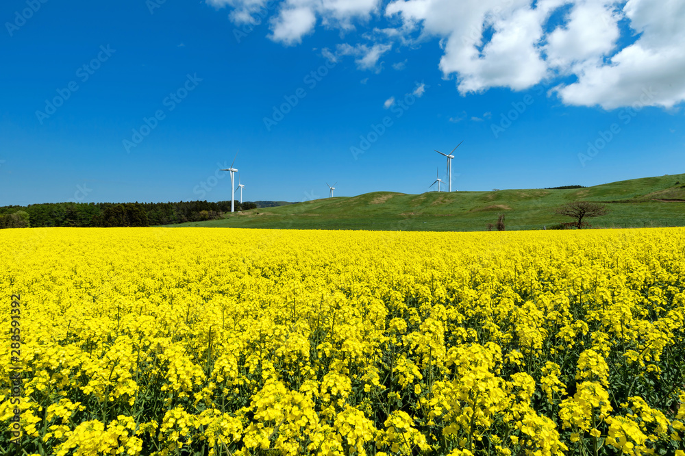 青森県横浜町 満開の菜の花畑と風車のある風景 Stock 写真 Adobe Stock