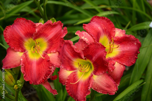 flower pink with yellow center