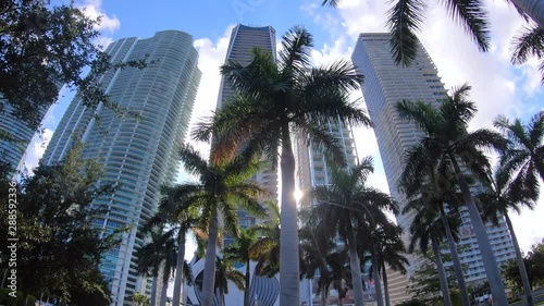 Miami. City. view of the city through palm trees. skyscrapers. downtown miami