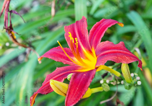 blooming red lily in the summer garden. bright flower in the garden. summer garden