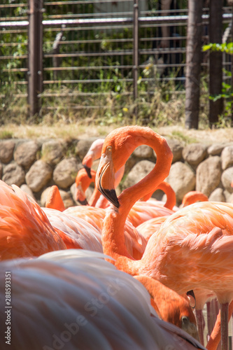 A flock of flamingos seen at the zoo