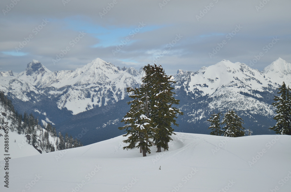 Mount Baker wilderness , WA , USA , landscape with trees and mountains in winter