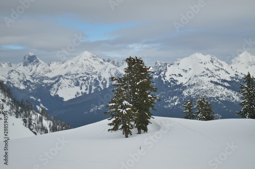 Mount Baker wilderness , WA , USA , landscape with trees and mountains in winter © Hunyoung