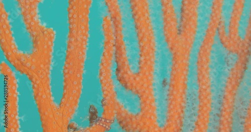 Coral detail from the reefs of the sea of cortez, mexico. photo