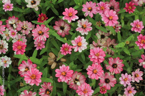 Pink flower for background. Flower concept.