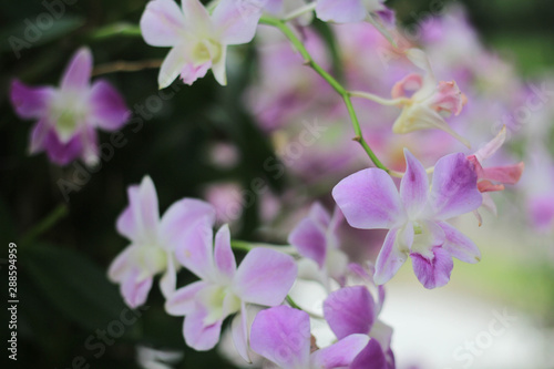 Purple orchid flower in garden © apassara