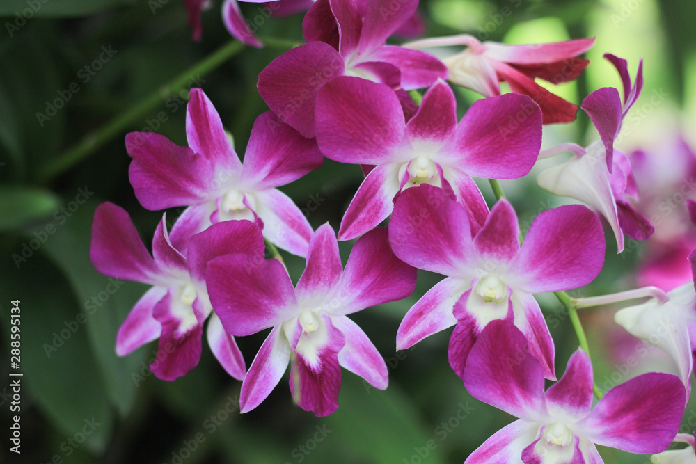 Pink orchid flower in garden.