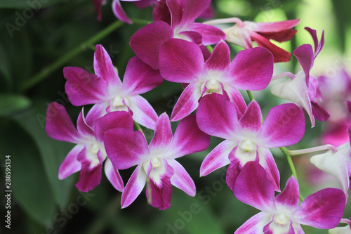 Pink orchid flower in garden.