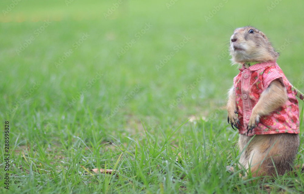 Prairie dog wearing a shirts standing on green grass. Prairie dog wearing a shirts standing on green grass.