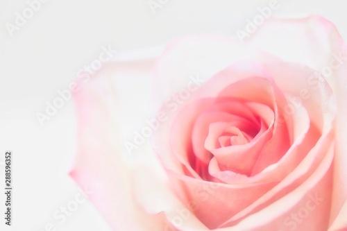 A close up photo of a cute pastel pink colored rose on white background.