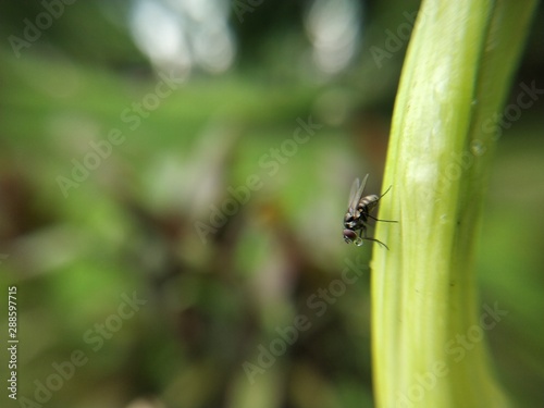 ladybug on a leaf © Prathamesh