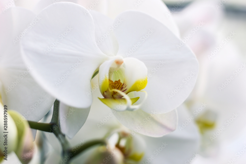Close up white orchid blooming in orchid garden