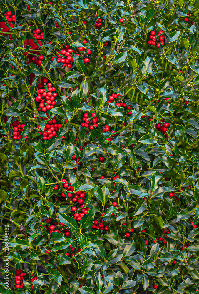 Christmas Holly Background with Red Berries.  Traditional Xmas plant. Holly branch.