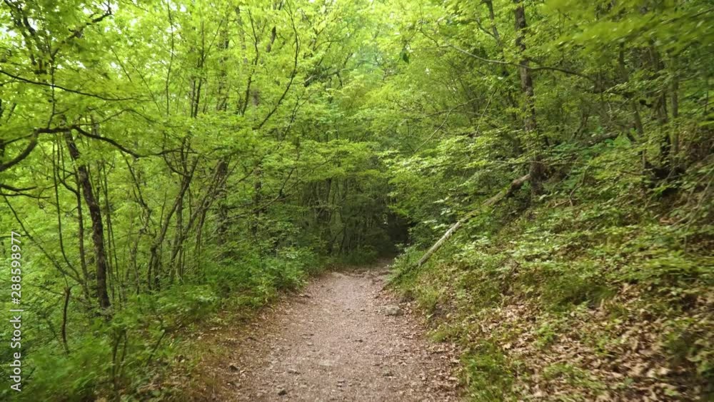 Walking pathway through a green spring forest. First point view. Walking pathway through a green spring forest. First point view.