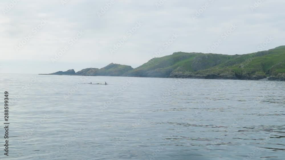 Slow motion of group of common dolphins playing with island in the background Slow motion of group of common dolphins playing with island in the background