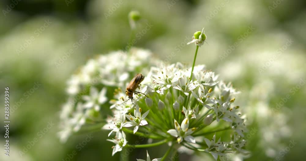 goldenrod soldier beetle on white flowers