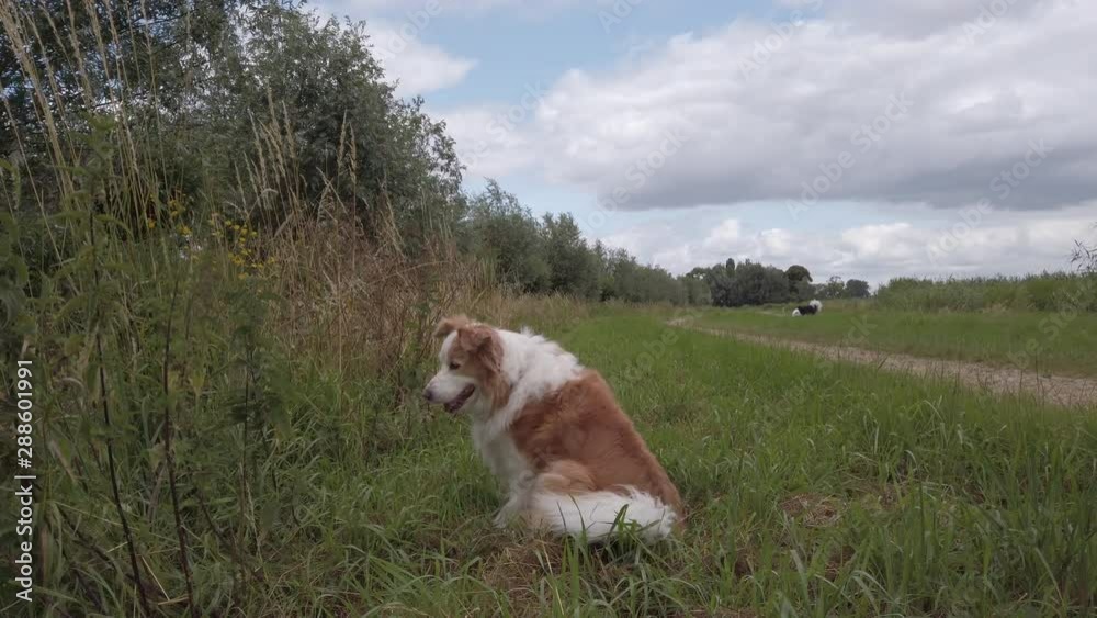 Two Dogs, Border Collie, one white and light brown and another white and black. They are looking for something in the wild track, nice sky and view. Two Dogs, Border Collie, one white and light brown and another white and black. They are looking for something in the wild track, nice sky and view.