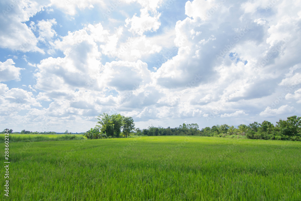 Green rice field with blue sky and cloud.