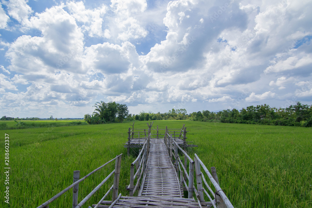 Green rice field with blue sky and cloud. Green rice field with blue sky and cloud.