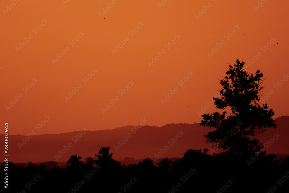 Silhouette Sunset with tree and sky background