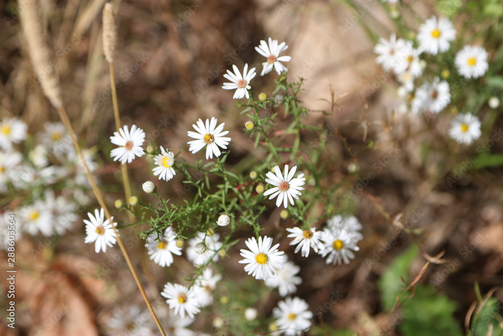 field of daisies field of daisies