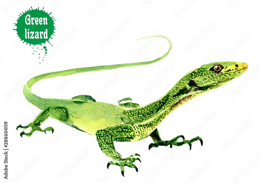 Watercolor drawing of a green lizard. Watercolor drawing of a green lizard.