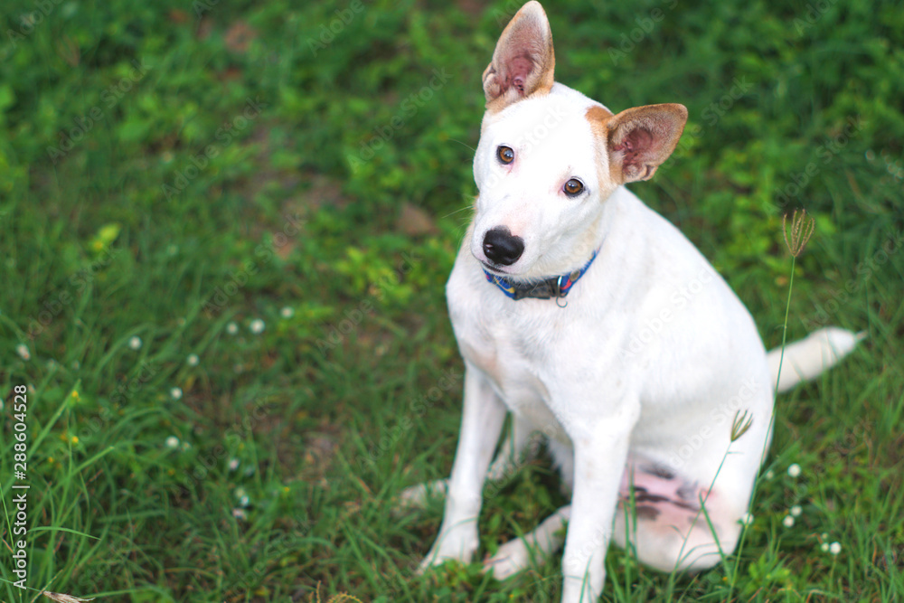 White dog on the grass