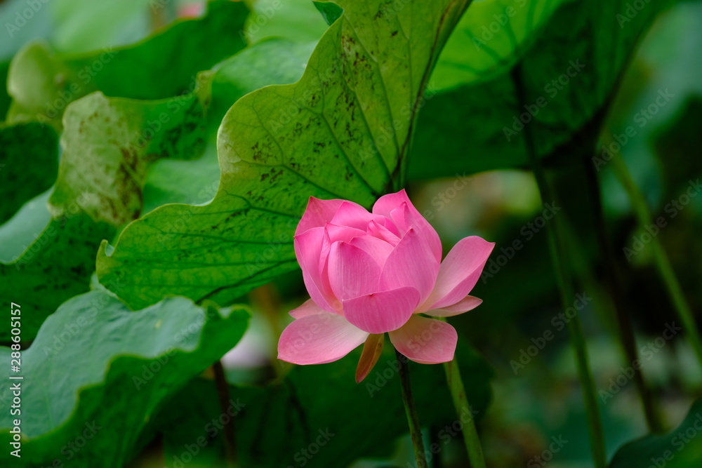 Pink lotus grown up and blooming in the pond after rain. Pink lotus grown up and blooming in the pond after rain.