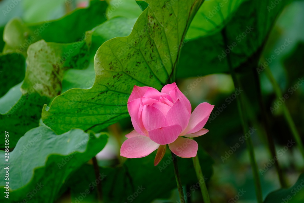 Pink lotus grown up and blooming in the pond after rain.