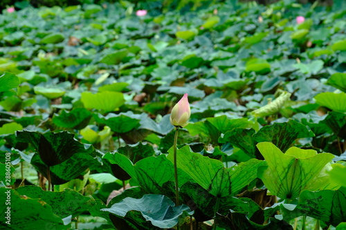 Pink lotus grown up and blooming in the pond after rain.