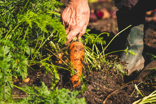 hand picking carrots. farmer harvests carrots.