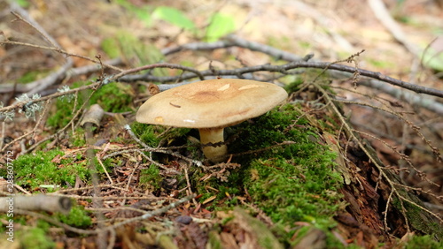 mushroom