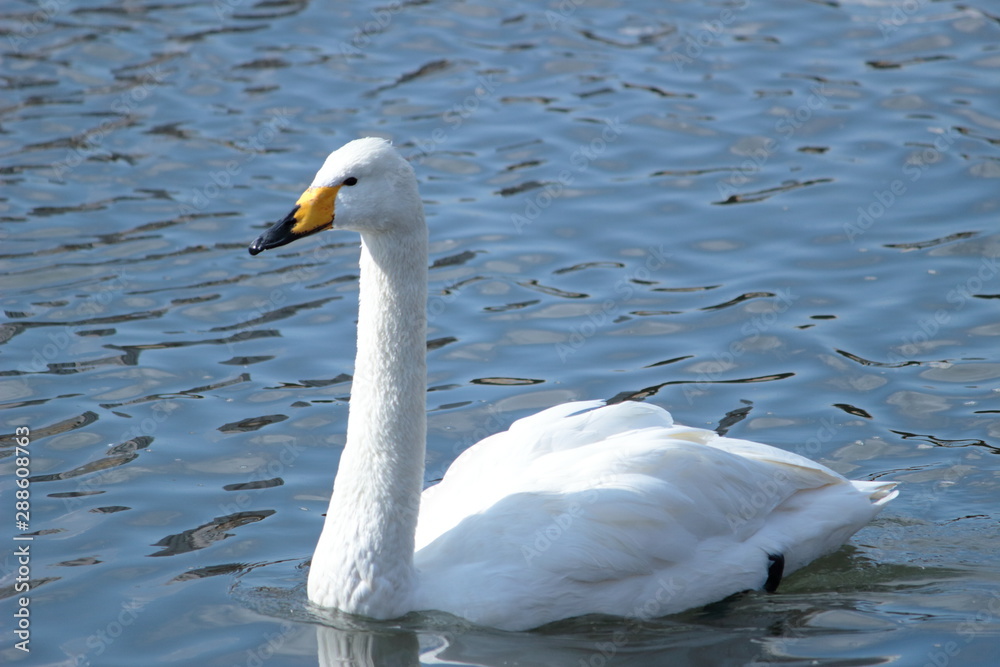 Obraz premium 白鳥