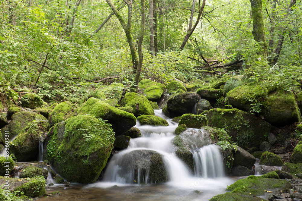 Obraz premium 이끼계곡