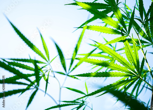 Green leaf of cannabis with sunlight on sky background. Selective focus.